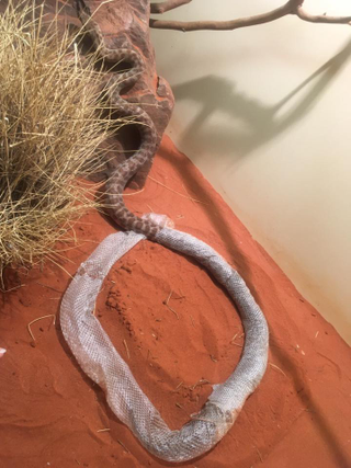 Illustration for article titled A Snake Got Trapped Inside an Endless Circle of Its Own Shedding Skin